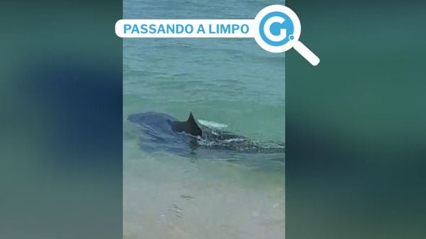 Vídeo que circula nas redes sociais mostra o animal nadando próximo a banhistas; as imagens foram feitas em uma cidade do Rio de Janeiro, no ano passado