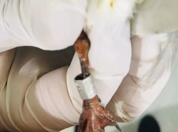 Ave marinha encontrada em Linhares estava com anilha de instituto de pesquisa dos Estados Unidos