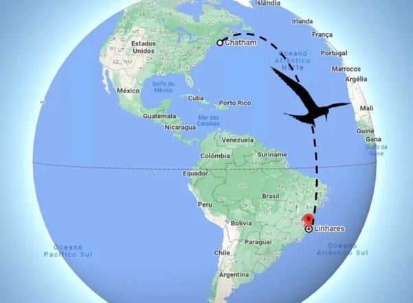 Ave viajou mais de 4 mil milhas dos Estados até chegar em Linhares, no ES