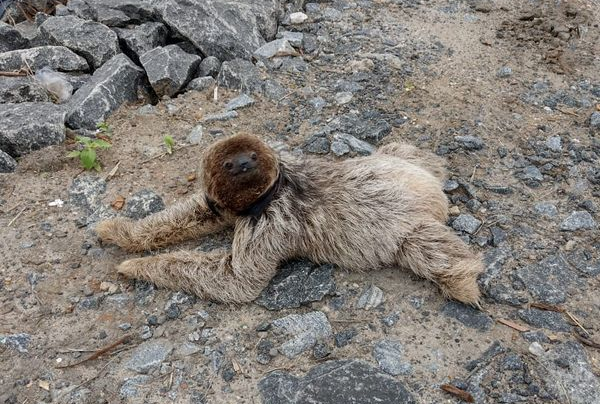Bicho-preguiça oferece pata para atravessar BR 101 em Aracruz