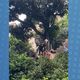 Imagem - Bombeiros resgatam homem desacordado no alto de árvore em Colatina