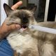 A gatinha Lorena, de Gabriela Sarria, faz uso contínuo de medicamentos por conta da esporotricose (uma doença altamamente contagiosa entre os felinos) 