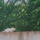 Imagem - Macaco-sagui albino é flagrado em Cachoeiro e intriga moradores