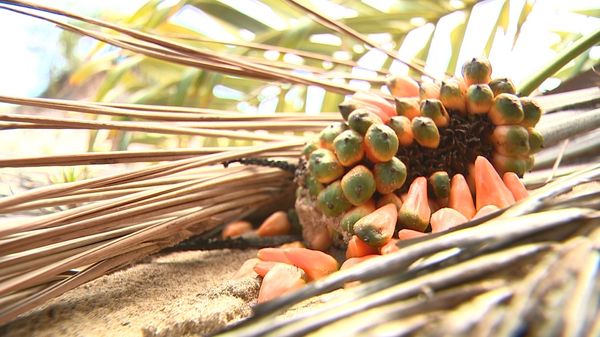 CFruta saborosa encontrada em trilha