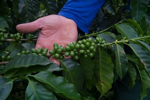 De acordo com o Incaper, o Espírito Santo é o maior produtor de café conilon do Brasil, responsável por 70% da produção nacional