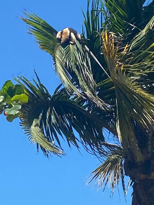 Tamanduá aparece em coqueiro na praia de Piúma e chama a atenção por Arthur Orlando