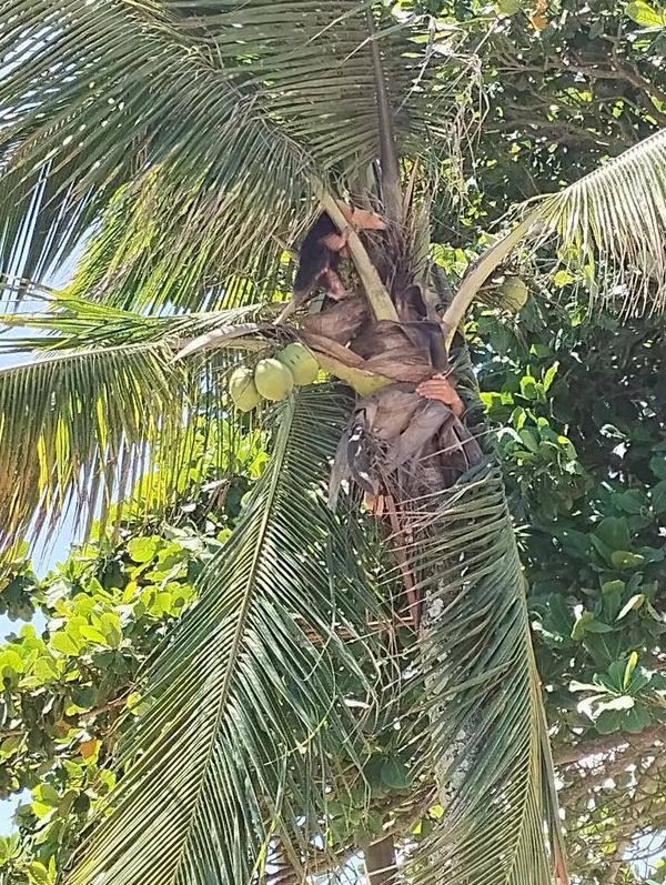 Tamanduá aparece em coqueiro na praia de Piúma e chama a atenção por Arthur Orlando