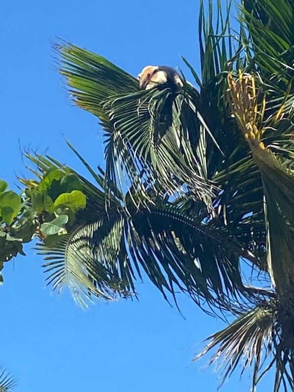 Tamanduá aparece em coqueiro na praia de Piúma e chama a atenção por Arthur Orlando