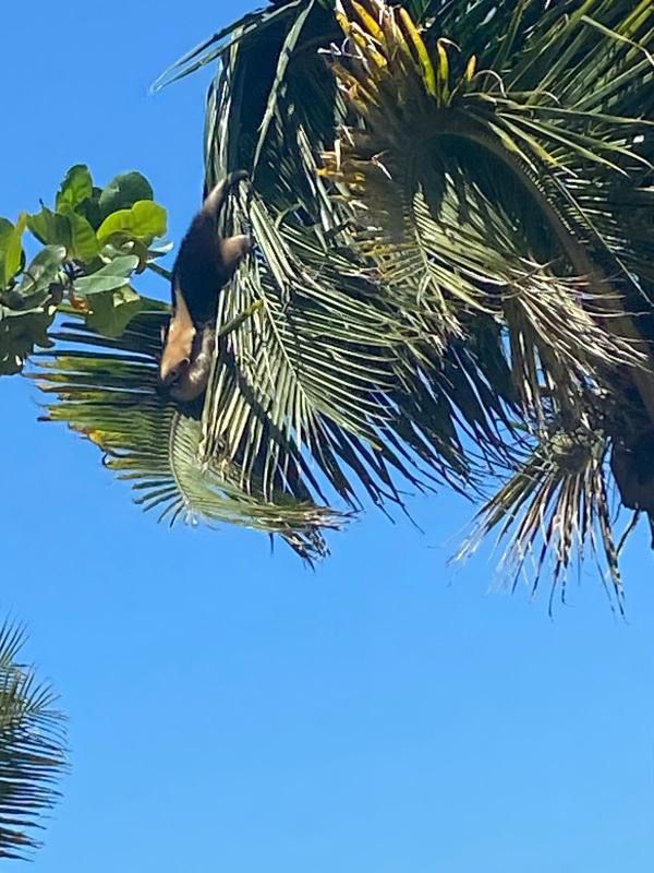 Tamanduá aparece em coqueiro na praia de Piúma e chama a atenção por Arthur Orlando