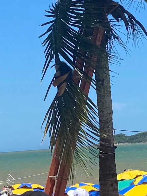 Tamanduá aparece em coqueiro na praia de Piúma e chama a atenção por Arthur Orlando