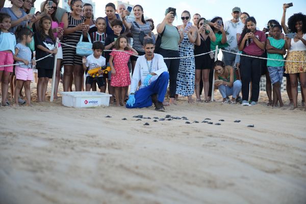 Tartarugas nasceram na Praia de Itaparica, em Vila Velha por Kielson Nascimento/Secom PMVV