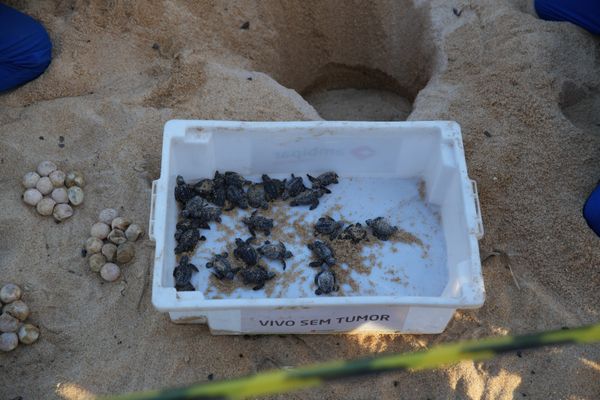 Tartarugas nasceram na Praia de Itaparica, em Vila Velha por Kielson Nascimento/Secom PMVV
