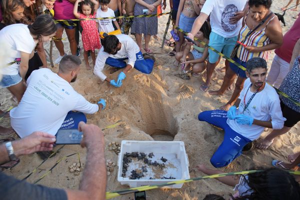 Tartarugas nasceram na Praia de Itaparica, em Vila Velha por Kielson Nascimento/Secom PMVV