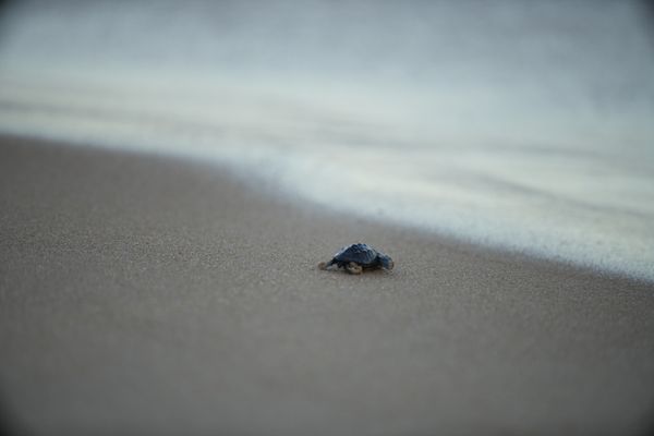 Tartarugas nasceram na Praia de Itaparica, em Vila Velha por Kielson Nascimento/Secom PMVV