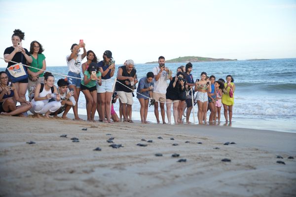 Tartarugas nasceram na Praia de Itaparica, em Vila Velha por Kielson Nascimento/Secom PMVV