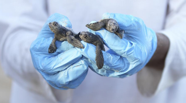 Tartarugas nasceram na Praia de Itaparica, em Vila Velha por Kielson Nascimento/Secom PMVV