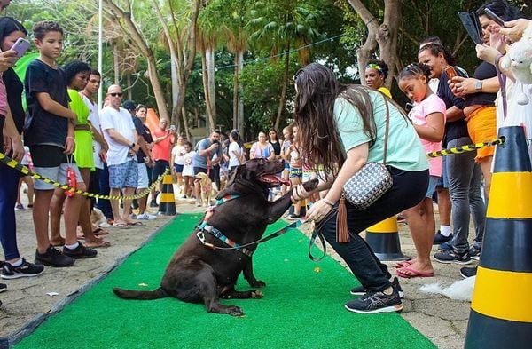 Grupo elabora carnaval com desfile de cães em Marataízes