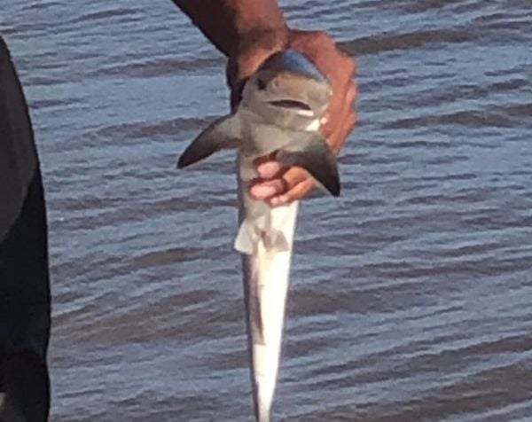 Tubarão da espécie cação apareceu na praia de Camburi