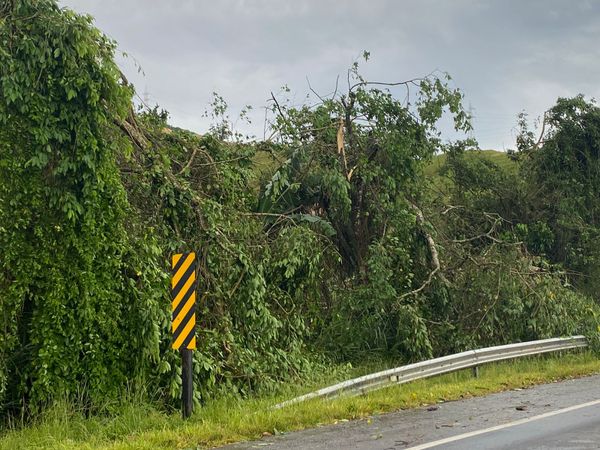  Árvores caídas na BR 101, em Rio Novo do Sul por Filipe Vargas