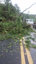  Vendaval derruba árvores e causa engarrafamento com mais de 6 km em Rio Novo do Sul(Divulgação \ PRF)