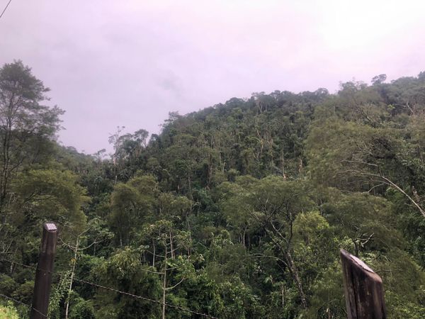 Várias árvores caíram em Vargem Alta por Divulgação \ Defesa Civil