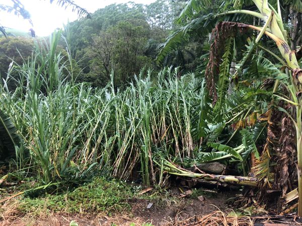 Várias árvores caíram em Vargem Alta por Divulgação \ Defesa Civil