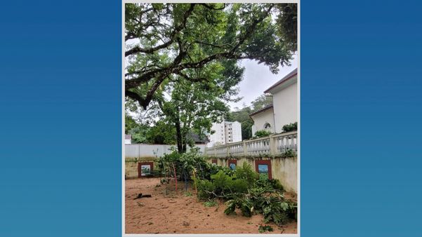 Galhos de árvore caíram na Praça Dr Arthur Gerhardt