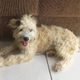 Imagem - Mulher compra sofá usado e encontra cachorra dentro dele em SC