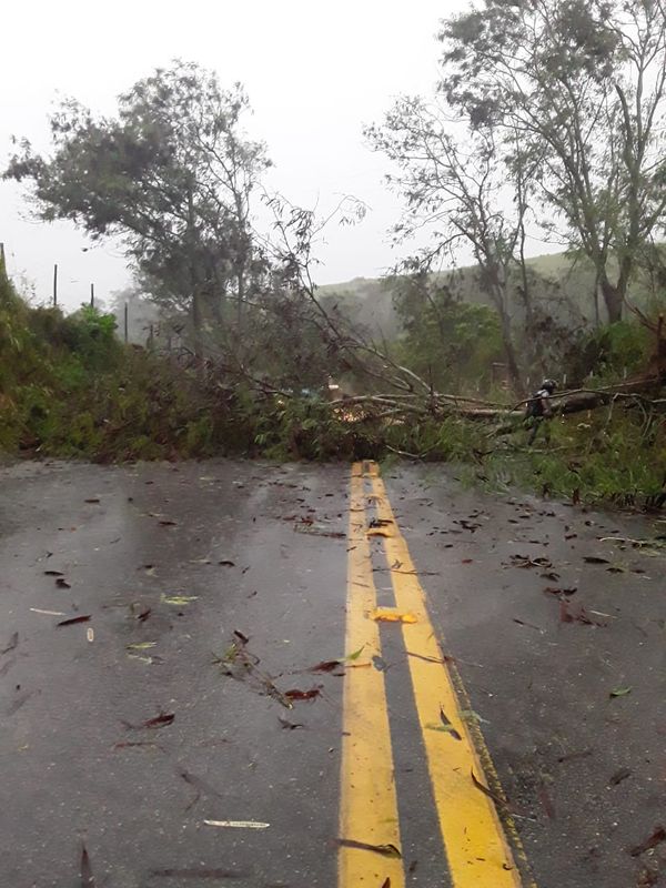 Queda de árvore na entrada da localidade de Cobiça, em Cachoeiro de Itapemirim por Leitor | A Gazeta