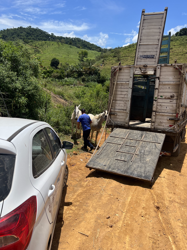 Abatedouro clandestino vendia carne de cavalo como se fosse de boi em Viana por Divulgação | Prefeitura de Viana