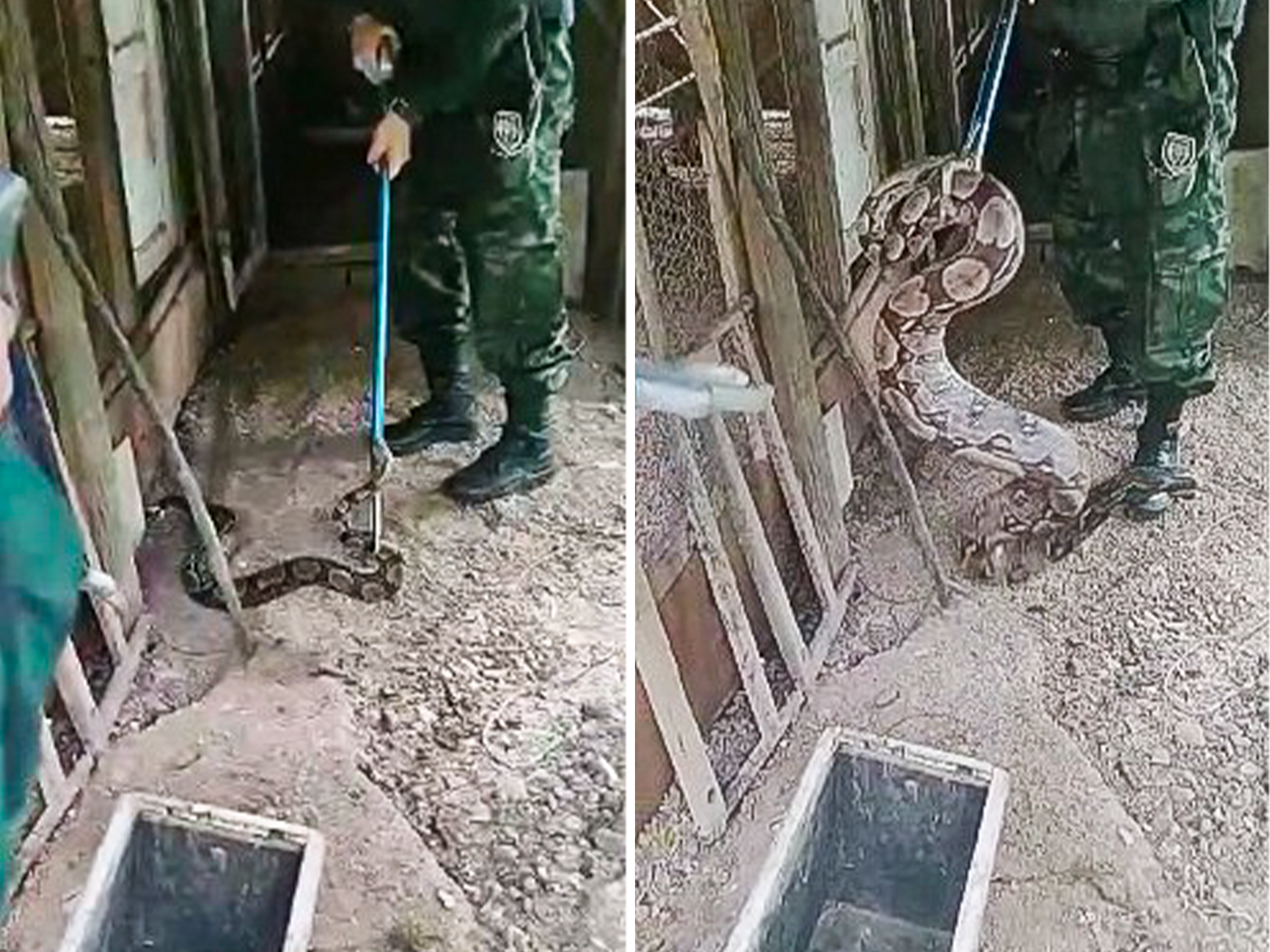 Animal foi achado na manhã dessa terça-feira (7), em propriedade no bairro Boa Vista; resgate foi feito pela Polícia Militar Ambiental após acionamento