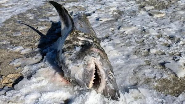 Tubarão é encontrado congelado em praia de Massachusetts, nos EUA