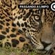 Imagem - Vídeo de onça-pintada não é do ES, mas animal foi adotado por Richarlison