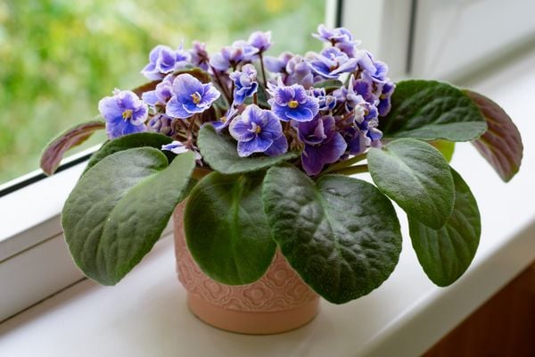 A violeta é conhecida pela flores em tom de roxo 