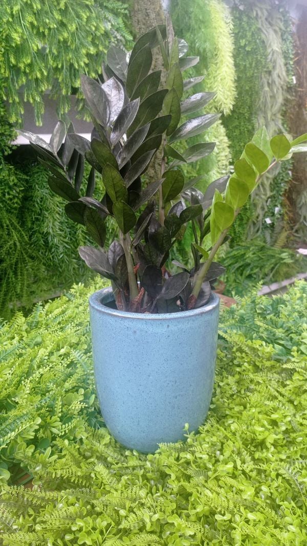 As pessoas acreditam que as zamioculcas servem para atrair proteção e sorte