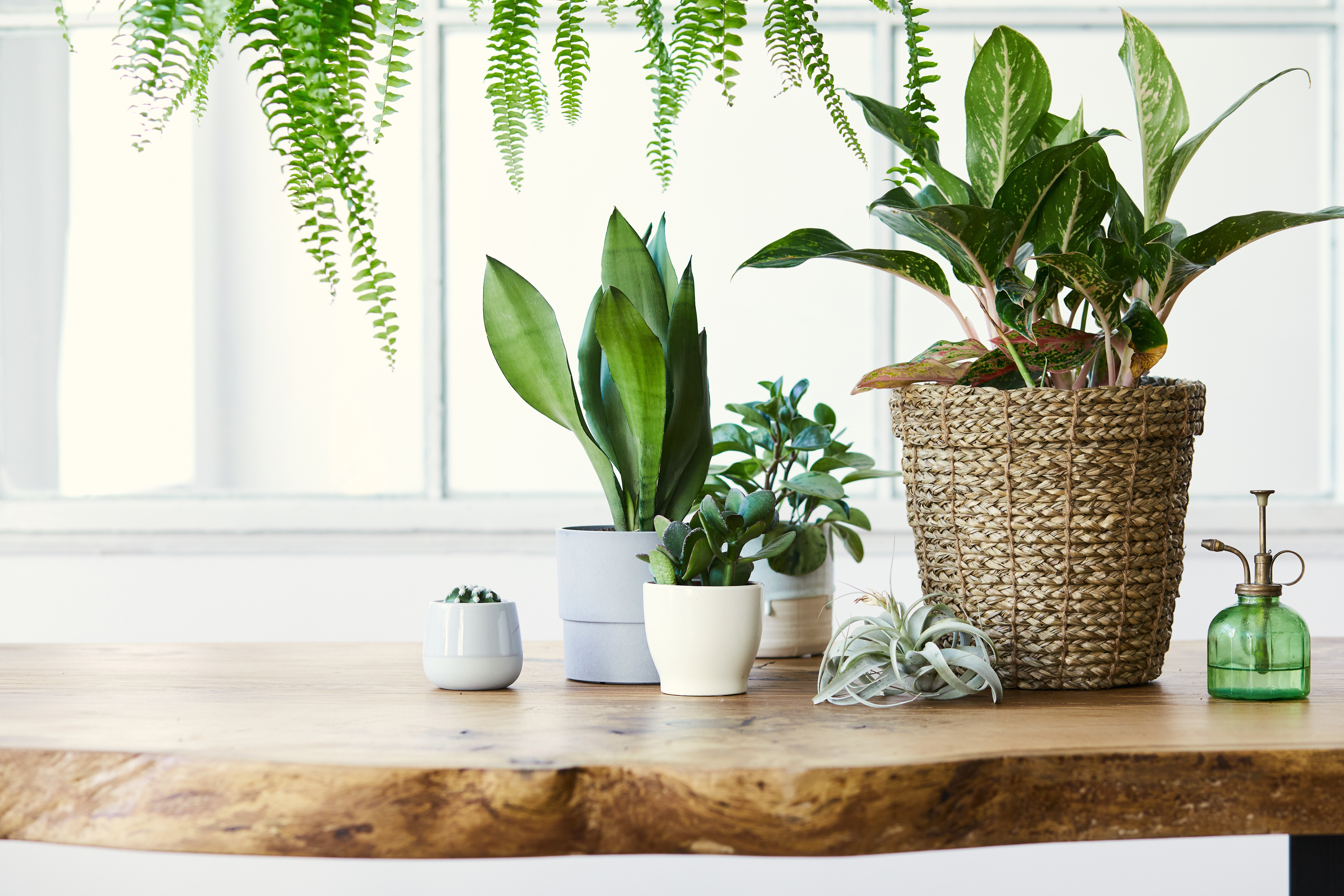 Com essas dicas, a decoração do seu lar fica mais harmoniosa e leve. Além disso, as plantas podem oferecer benefícios como purificação do ar e prevenção de crises alérgicas