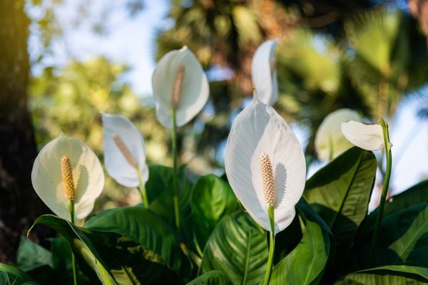Lírio-da-paz também é chamada de velas brancas ou flor de espata