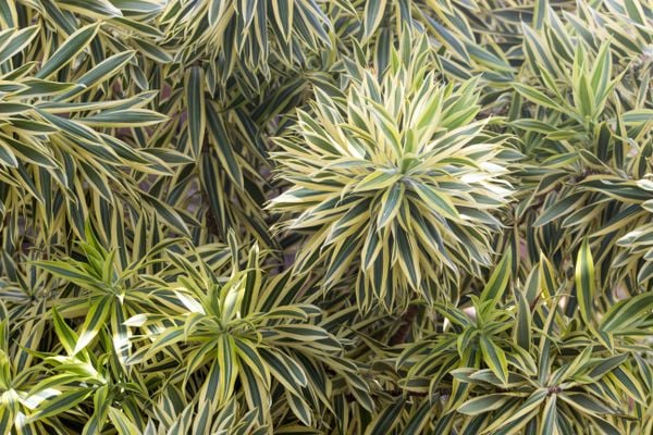 O clorofito (Chlorophytum comosum), por exemplo, é um aliado na absorção de partículas alergênicas como poeira e mofo