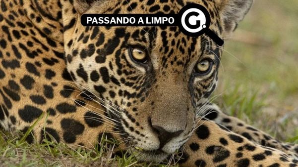Imagem que circulava como sendo em Sooretama ou Linhares foi gravado no Pantanal, em 2022; felino que aparece é apadrinhado pelo jogador capixaba