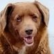Bobi é o cão mais velho do mundo, segundo o Guinness World Records