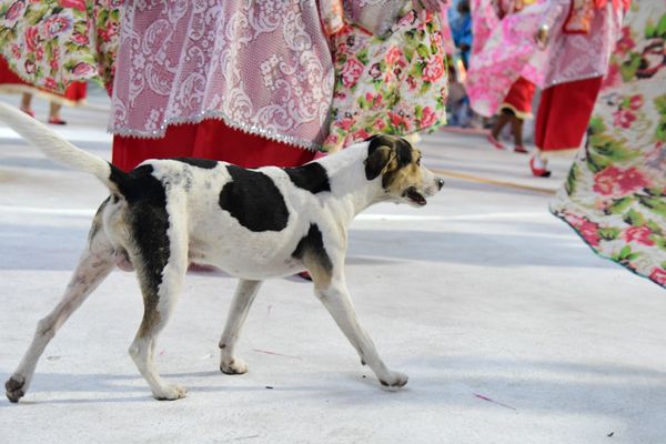 Animais de hoje e de ontem desfilam neste ″Carnaval″