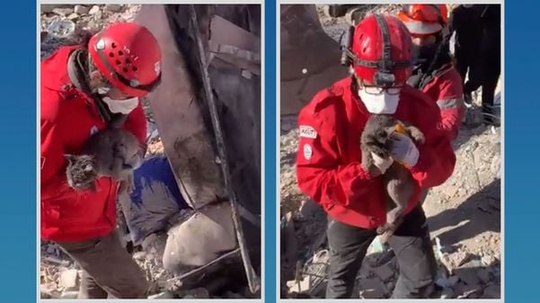 Equipe de bombeiros capixabas salva gato com vida sob escombros na Turquia
