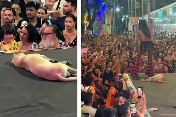Cachorro dorme no palco do show de Marina Sena em Recife e viraliza na web