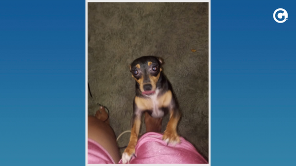 Mãe pede ajuda para encontrar cachorro de filha com necessidades especiais em Iúna