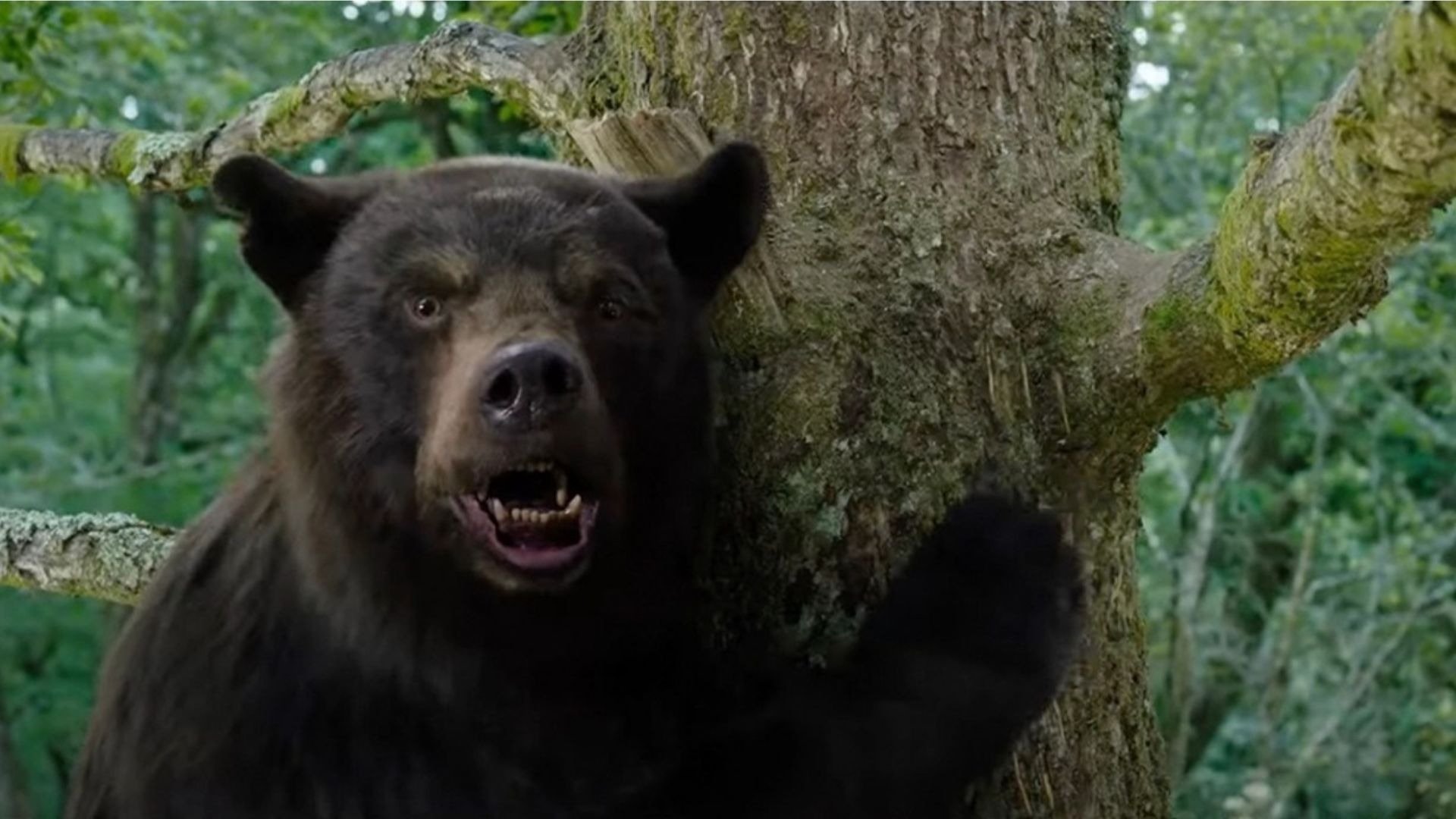 Comédia sobre urso viciado em cocaína causa polêmica nos EUA