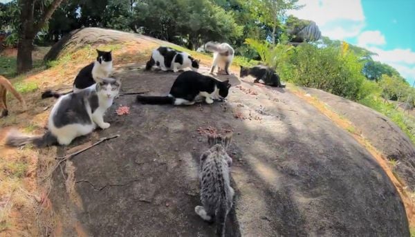 Gatos que vivem no Parque Pedra da Cebola