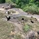 Uma parte da colônia de gatos do Parque. São oito pontos de felinos no local. Foto Fernando Furtado de Melo