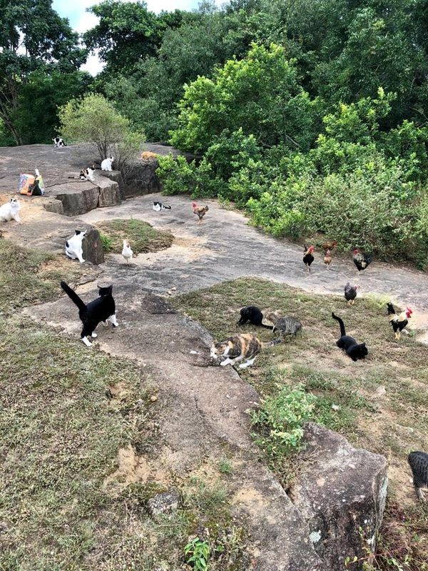 Uma parte da colônia de gatos do Parque. São oito pontos de felinos no local. Foto Fernando Furtado de Melo