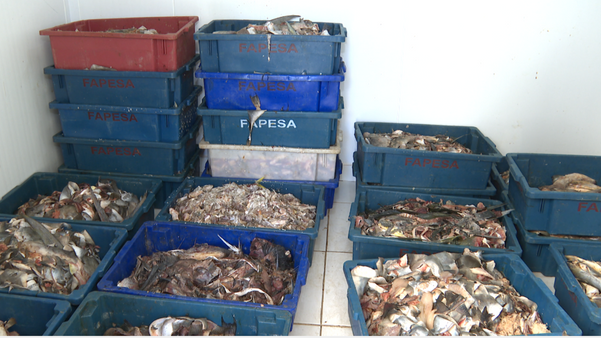 Projeto de Piúma coleta restos de pescado e transforma em ração animal