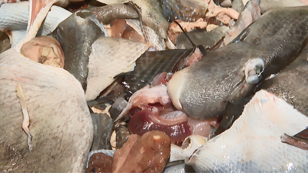 Projeto de Piúma coleta restos de pescado e transforma em ração animal